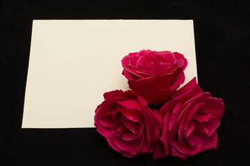 red roses and white card with a place for a congratulatory text on a black background