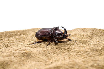 Large rhinoceros beetle on white sand. Shallow depth of field.
