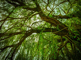 Fototapeta na wymiar Stay under the willow tree