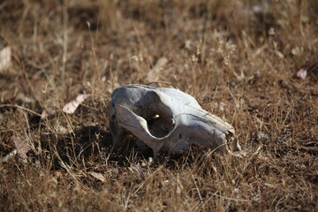 kangaroo skull on arid grassland