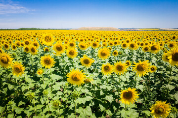 Obraz premium Sunflowers in a sunflower field. Natural background