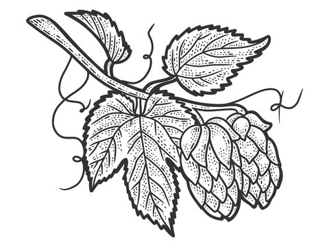 Hops plant. Sketch scratch board imitation. Black and white.