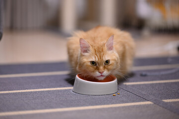 キャットフードをこぼしながら食べる猫（マンチカン）