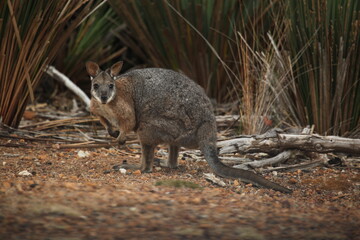wallaby looking at you