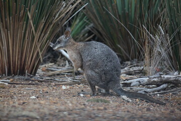 wallaby sitting between green plants