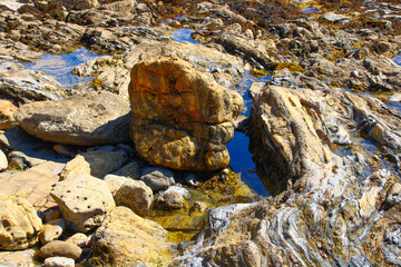 tide pools and rocks at the beach at Little Corona beach in Newport Beach California