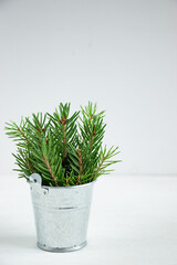 A bouquet of green spruce branches in an iron bucket on a white background. Copy space for text. Christmas concept.