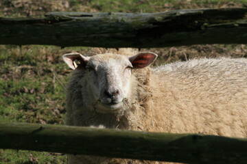 Schaf hinter Zaun