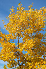 A tree with yellow leaves