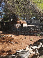 Stara dalmatyńska zabudowa z kamieni pośród piniowego lasu © Magdalena