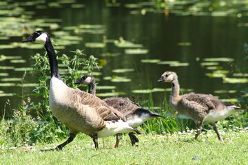 Ente am See