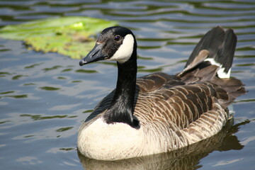 Obraz premium Ente im See