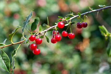 Felt cherry branch with ripe berries in Sunny weather