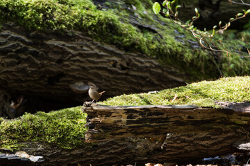 Vogel im Wald