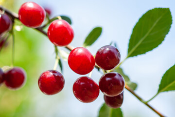 Felt cherry branch with ripe berries in Sunny weather