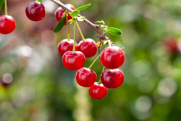 Felt cherry branch with ripe berries in Sunny weather