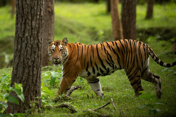 Closeup of a Tiger in lush green forest of Kabini Tiger Reserve, India