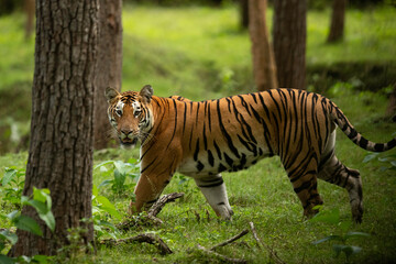 Fototapeta na wymiar Closeup of a Tiger in lush green forest of Kabini Tiger Reserve, India