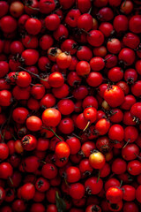 Red berries of a useful plant hawthorn. It looks like a rose hip. A medicinal plant used in medicine. Background from fruits top view. Harvest.