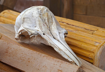 Fototapeta na wymiar the white bird's skull