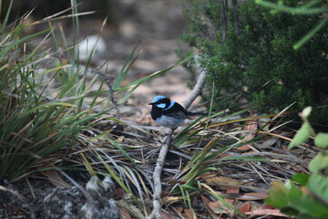 small blue back grey wagtail bird sitting on a branch