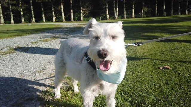 Dog On Leash Pants After Taking Off His Mask