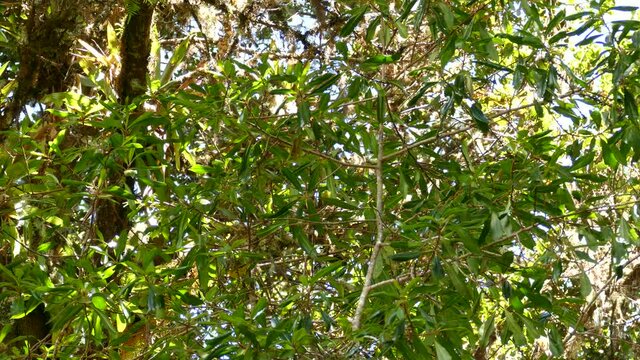 American Yellow Warbler catching food between leaves and branches in the forest. Costa Rica exotic birds