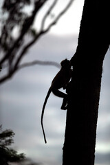 Silhouette of Gray Langur climbing a tree at Kabini Forest Reserve, India