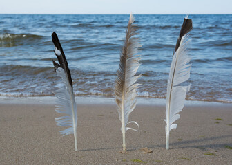 three birds feather on beach sands.