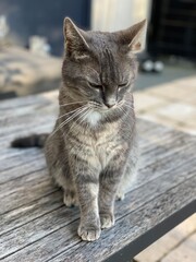 Grey cat
