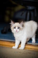 two month old Ragdoll kitten at home