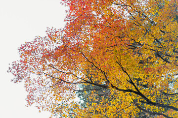 Photo of red and yellow maple leave in the morning light with the bokeh background. There was the light of the sun shining on the tree and there was a beautiful shadow. Feeling relax and refresh.