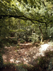The forest of Paimpont, considered to be the mythical forest of Brocéliande. View of a path in the sunlight.