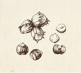 Nuts and seeds drawing, hazelnuts vintage illustration