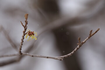 雪の舞う風景（春先の中禅寺湖湖畔にてマンサクの花を撮影）