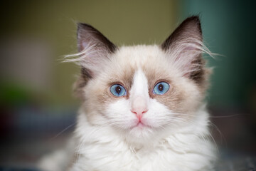 two month old Ragdoll kitten at home