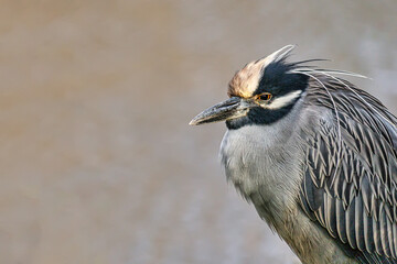 Yellow-Crowned Night Heron portrait