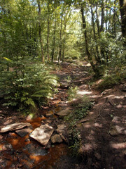 The forest of Paimpont, considered to be the mythical forest of Brocéliande. View of a sunny path.