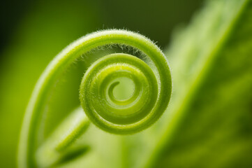 A spiralling new shoot leaf of green plant, growing in the garden.Green circle shape of vegetable...