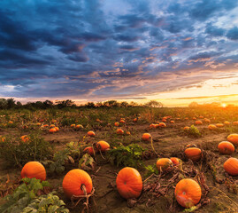 pumpkins on a field - Powered by Adobe