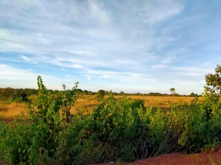 Naklejka premium vineyard in region