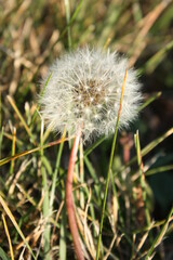 dandelion head