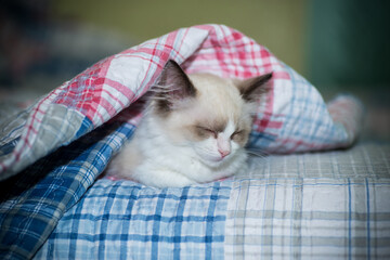 two month old Ragdoll kitten at home