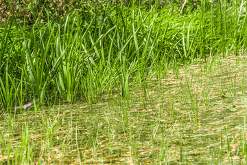 Boggy river. Plants in a boggy river. Landscape. Marsh featuring different aquatic plants on a sunny day with blue sky.