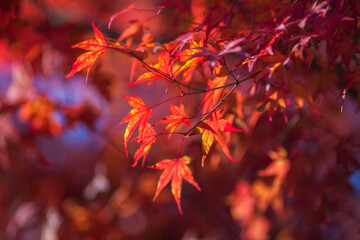 Naklejka na ściany i meble colorful of tree in autumn season