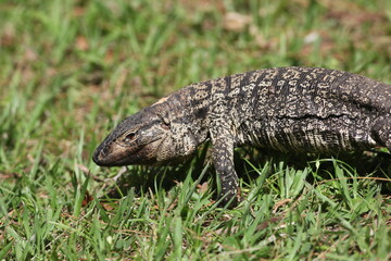 Lagarto