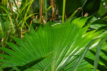 Green natural palm tree in the rainforest
