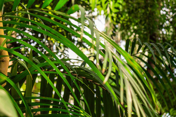 Obraz na płótnie Canvas Green natural plants in the rainforest 