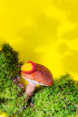 Edible mushroom with moss and autumn red-yellow leaf on a yellow background. Bright cozy autumn flat lay. Copyspace, minimalism, top view.