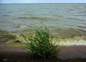 Shrub on the shore of the lagoon